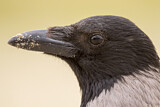 Image. Hooded Crow