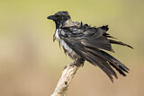 Image. Hooded Crow