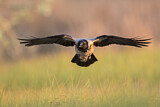 Image. Hooded Crow