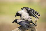 Image. Hooded Crow