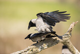Image. Hooded Crow