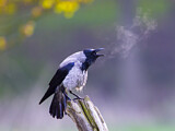 Image. Hooded Crow