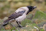 Image. Hooded Crow