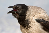 Image. Hooded Crow