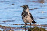 Image. Hooded Crow