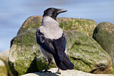 Image. Hooded Crow