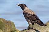 Image. Hooded Crow
