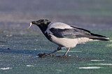 Image. Hooded Crow