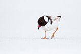 Image. Hooded Dotterel