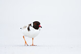 Image. Hooded Dotterel