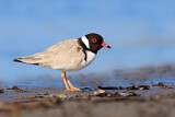 Image. Hooded Dotterel
