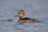 Image. Hooded Merganser