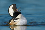 Image. Hooded Merganser