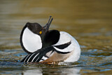 Image. Hooded Merganser