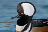 Image. Hooded Merganser