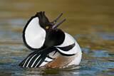 Image. Hooded Merganser