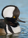 Image. Hooded Merganser