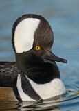 Image. Hooded Merganser