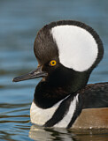 Image. Hooded Merganser