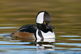 Image. Hooded Merganser