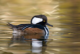 Image. Hooded Merganser