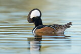 Image. Hooded Merganser