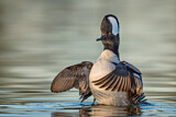 Image. Hooded Merganser