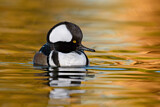 Image. Hooded Merganser