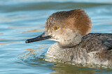 Image. Hooded Merganser