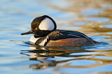 Image. Hooded Merganser