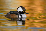 Image. Hooded Merganser