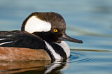 Image. Hooded Merganser