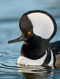 Image. Hooded Merganser