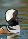 Image. Hooded Merganser