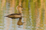 Image. Hooded Merganser