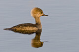 Image. Hooded Merganser