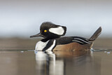 Image. Hooded Merganser