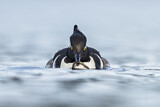 Image. Hooded Merganser