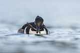 Image. Hooded Merganser