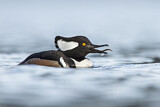 Image. Hooded Merganser