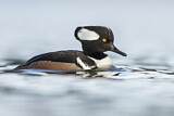 Image. Hooded Merganser
