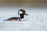 Image. Hooded Merganser
