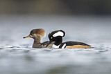 Image. Hooded Merganser