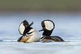 Image. Hooded Merganser