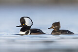 Image. Hooded Merganser