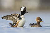Image. Hooded Merganser