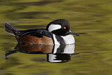 Image. Hooded Merganser