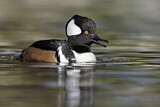 Image. Hooded Merganser