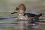 Image. Hooded Merganser