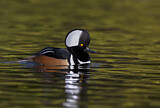 Image. Hooded Merganser